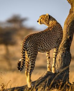 Cultural & Wildlife & Maasai tribe visit before Migration Safari in Africa. This safari package is appropriate for couples, and families with children.